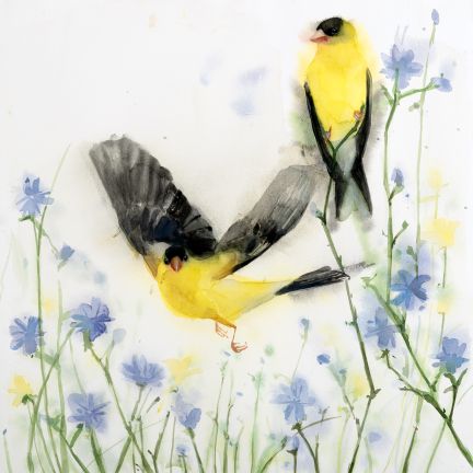 Holly Wach's archival fine art songbird watercolor prints