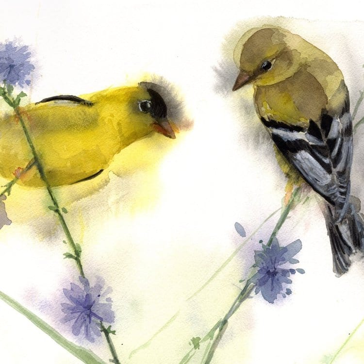 Holly Wach's original songbird watercolor painting