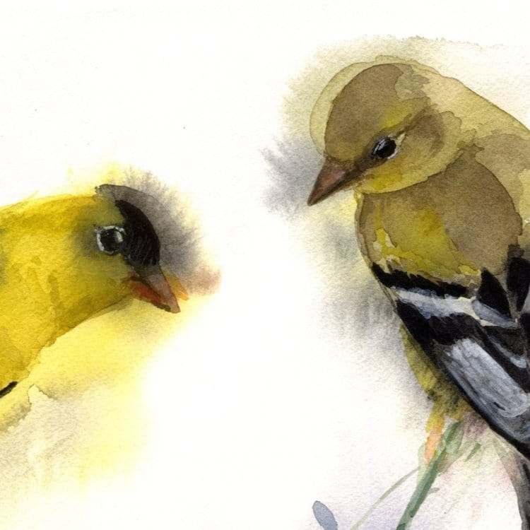 Holly Wach's original songbird watercolor painting