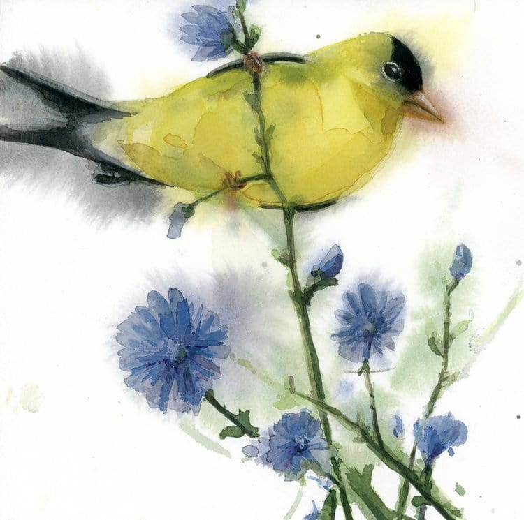 Holly Wach "American Goldfinch on Thistle" original songbird watercolor painting