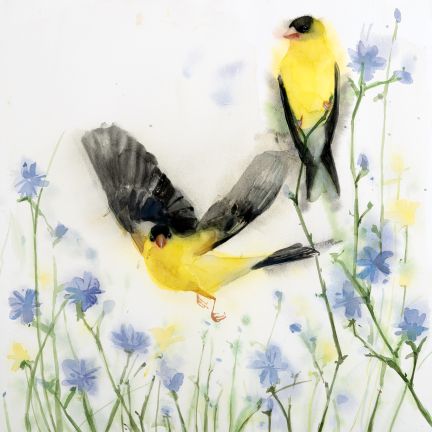 Holly Wach "Songbirds & Friends" songbird watercolor prints