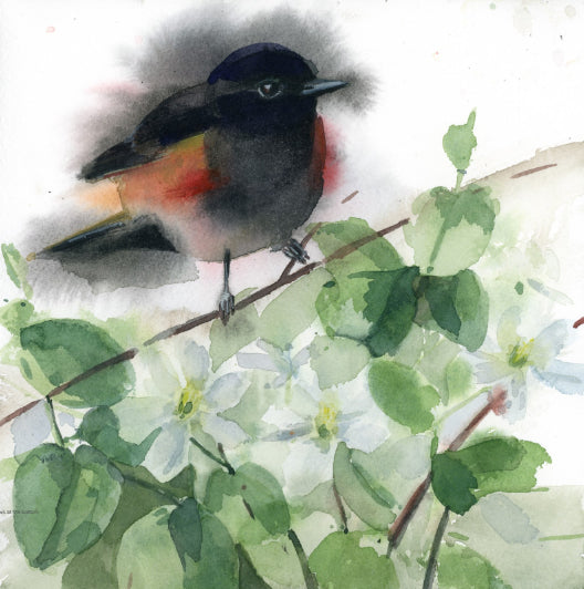 Holly Wach American Redstart bird original watercolor 