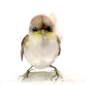 Holly Wach 'Little Wonders' baby bird watercolor prints art 