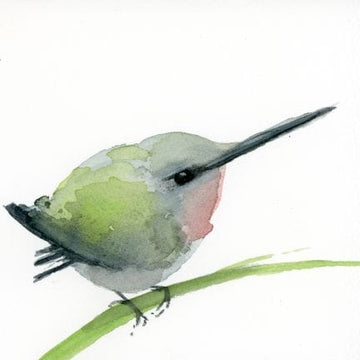 Holly Wach "Little Wonders" baby bird watercolor prints - Baby Ruby-throated Hummingbird plump and feisty