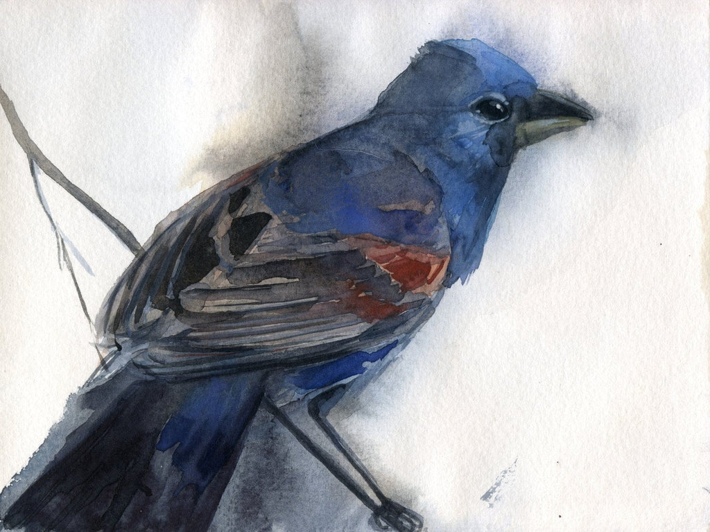 Holly Wach's original songbird watercolor painting of blue grosbeak