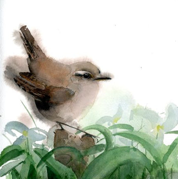 
Holly Wach "Songbirds & Friends" songbird watercolor prints


