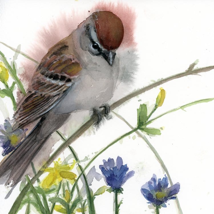 Holly Wach's original songbird watercolor painting