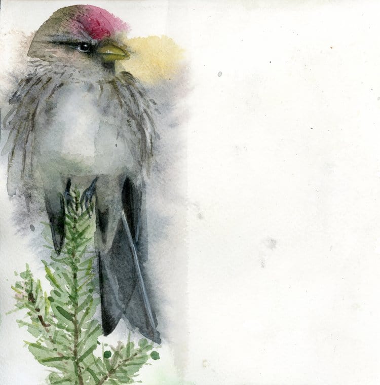 Holly Wach's original songbird watercolor painting