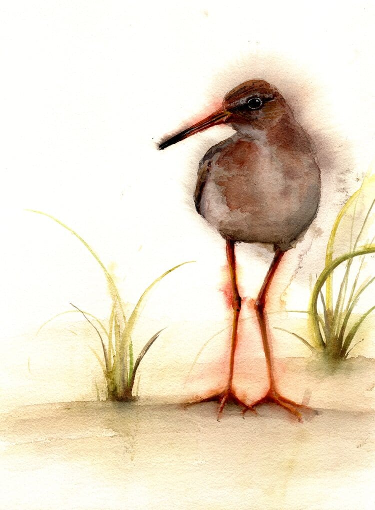 Holly Wach original shorebird watercolor painting