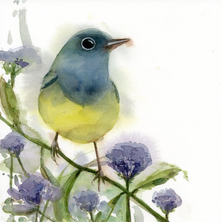 Holly Wach's original songbird watercolor painting