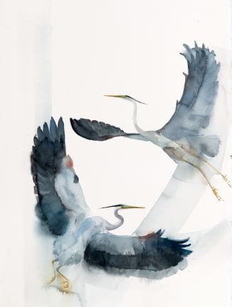 Holly Wach Art watercolor painting of Great Blue Herons dancing in through the air
