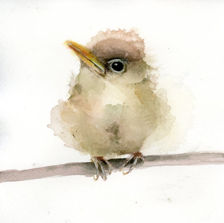 Holly Wach watercolor bird greeting cards