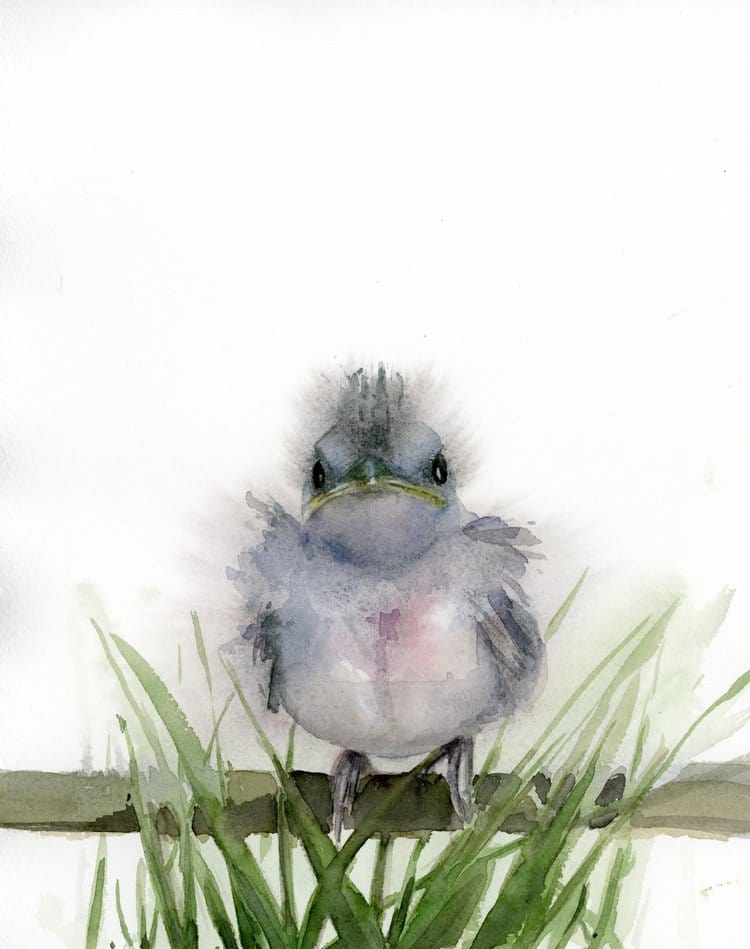 Holly Wach watercolor bird greeting cards