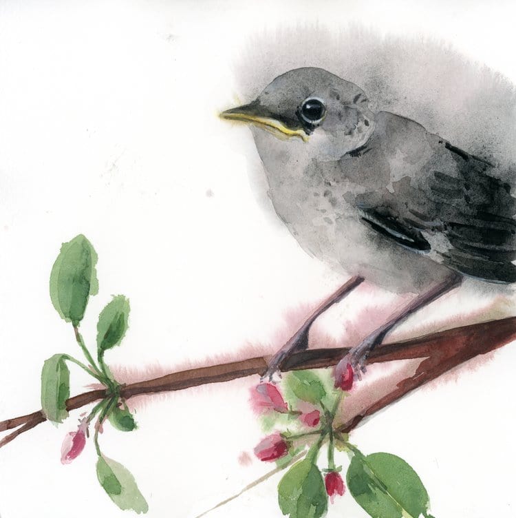 Holly Wach's original songbird watercolor painting of a Fledging Mockingbird