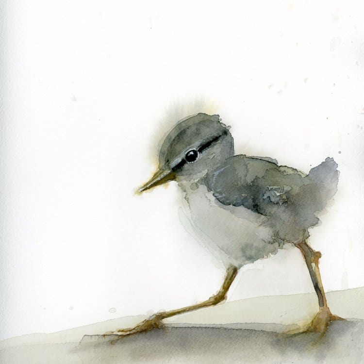 Holly Wach watercolor bird greeting cards