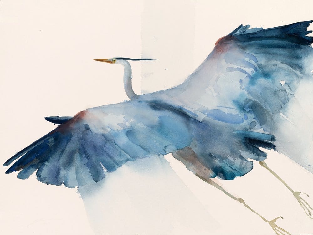 Holly Wach's bird watercolor art painting of a heron flying
