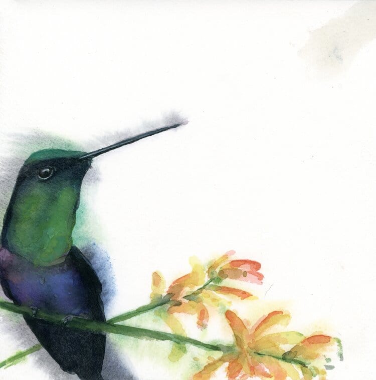 Holly Wach original hummingbird watercolor