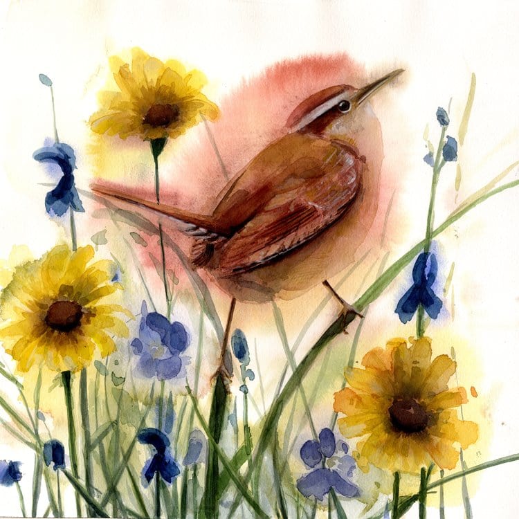 Holly Wach's original songbird watercolor painting of a Carolina wren