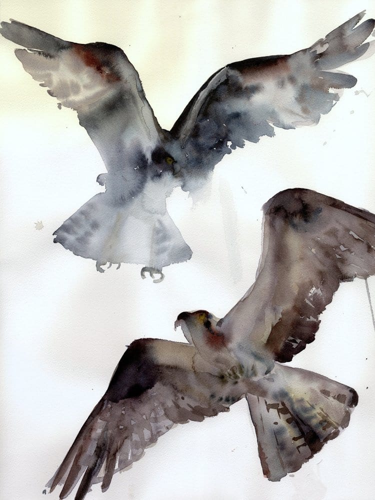 Holly Wach's bird watercolor art painting of Ospreys in Flight