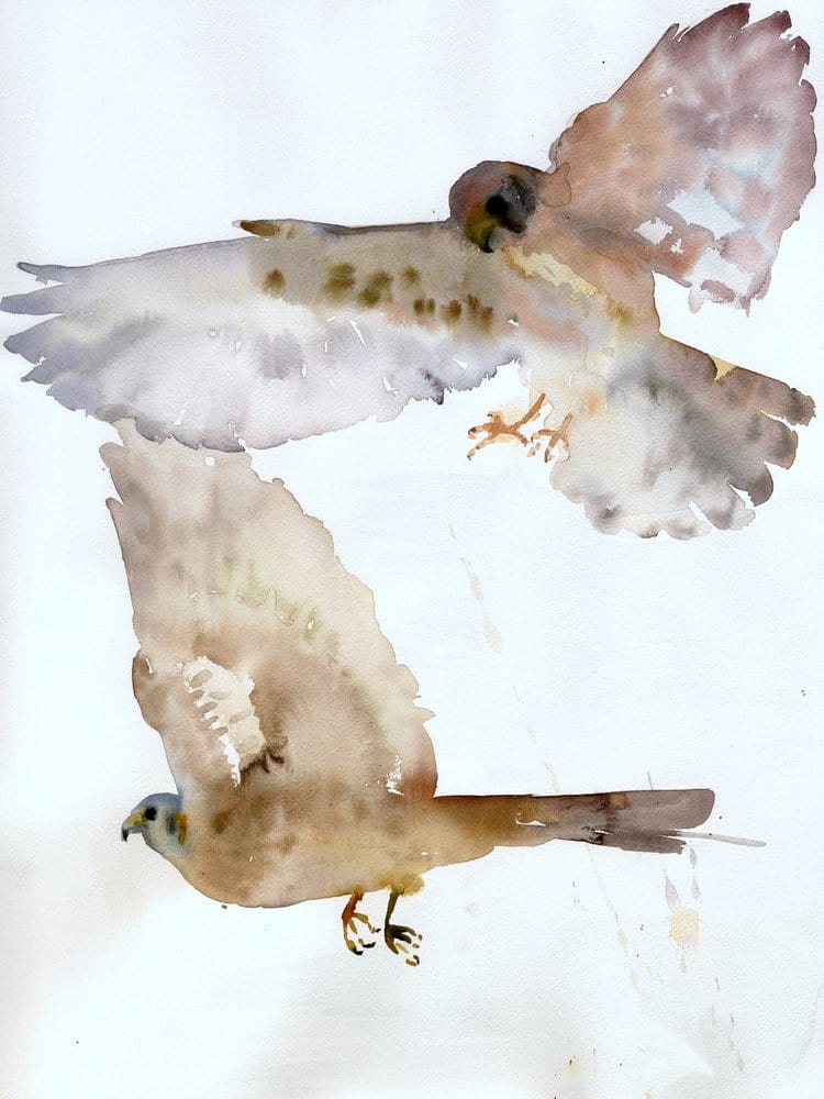 bird watercolor art painting of Northern Kestrels in Flight