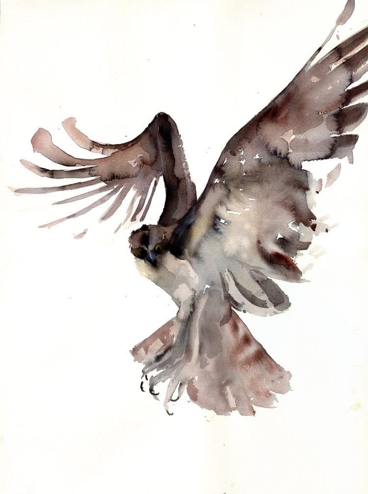 bird watercolor art painting of an osprey flying