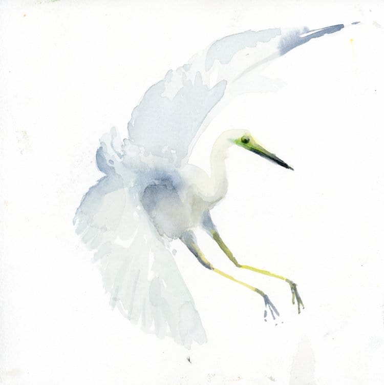 Holly Wach bird watercolor art painting of a snowy egret