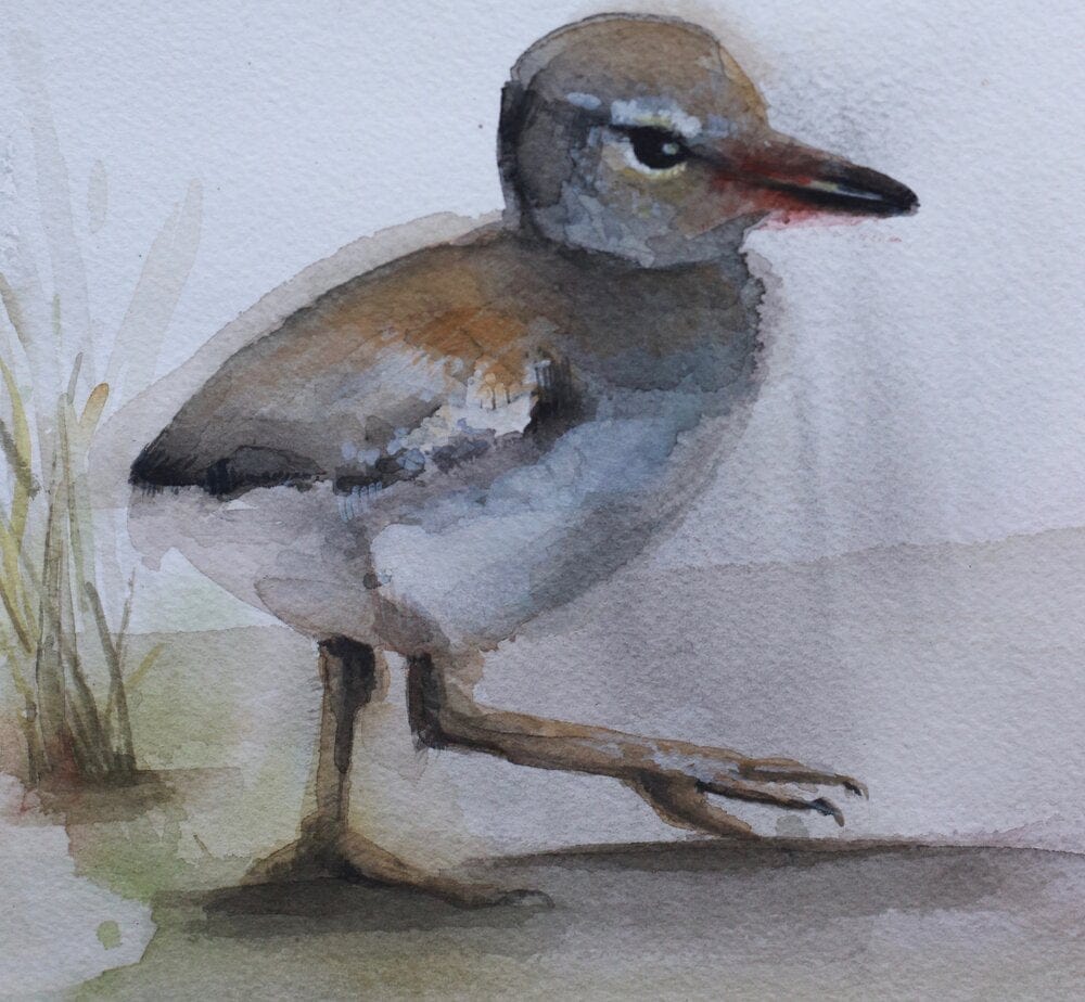 Holly Wach original shorebird watercolor painting