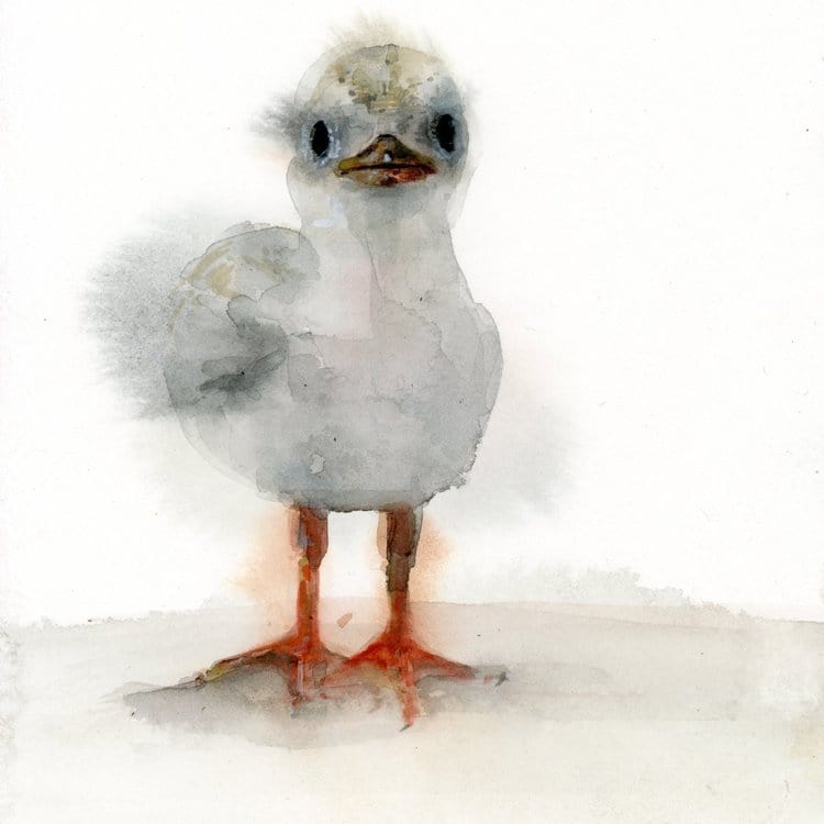 Holly Wach watercolor bird greeting cards