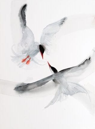 Holly Wach's watercolor bird art Least Terns connecting in the air