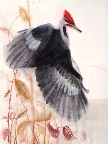 Pileated Woodpecker songbird watercolor bird painting by Holly Wach