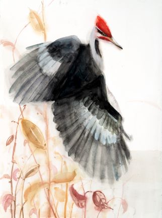 Holly Wach "Songbirds & Friends" songbird watercolor prints