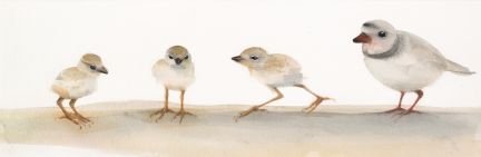 Holly Wach "Oh, to Fly!" shorebird watercolor art