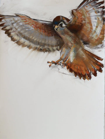 Holly Wach’s original raptor pastel artwork