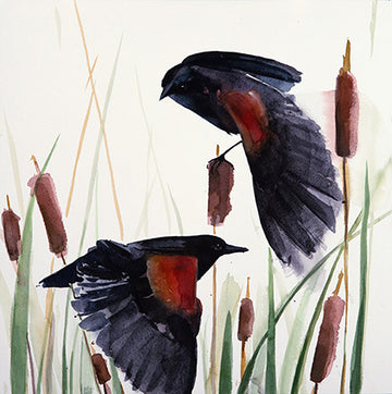 Red-winged Blackbirds watercolor bird painting by Holly Wach