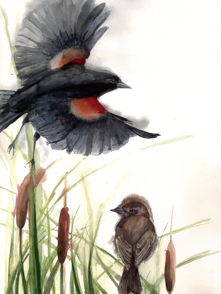 Holly Wach's original songbird watercolor painting