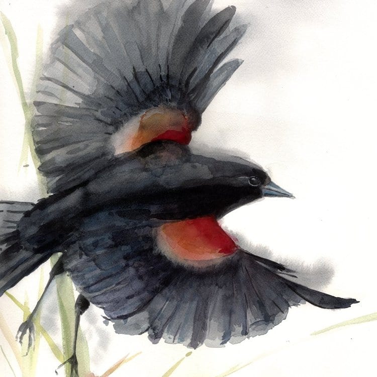 Holly Wach's original songbird watercolor painting