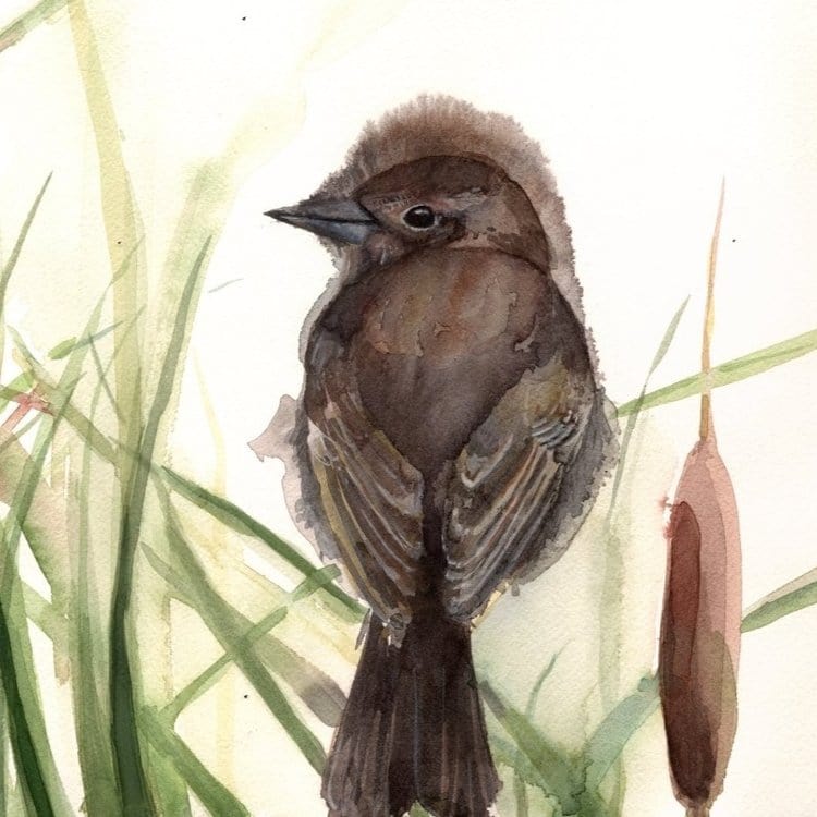 Holly Wach's original songbird watercolor painting