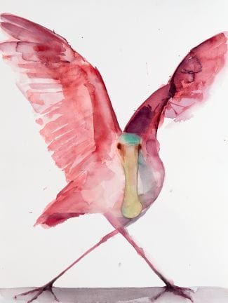 Sassy and Pink Roseate Spoonbill watercolor by Holly Wach 