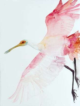Holly Wach's watercolor bird art graceful roseate spoonbill