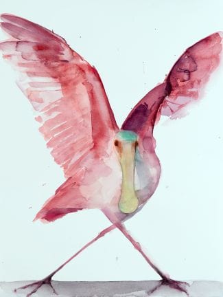 Bright pink Roseate Spoonbill strikes a pose - Holly Wach's bird watercolor art
