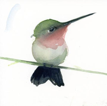 Holly Wach bird watercolor art artwork -  baby Hummingbird perched on a branch with a white background