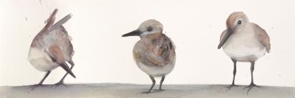 Holly Wach "Oh, to Fly!" shorebird watercolor art