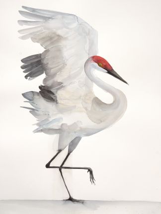 Holly Wach "Oh, to Fly!" shorebird watercolor art