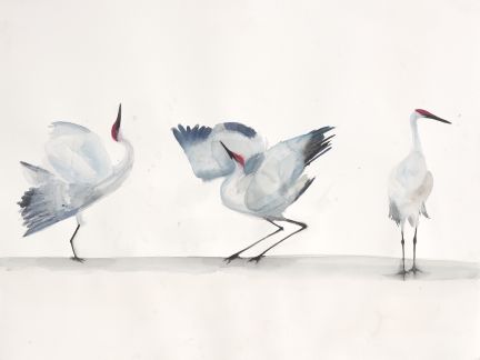 Holly Wach "Oh, to Fly!" shorebird watercolor art