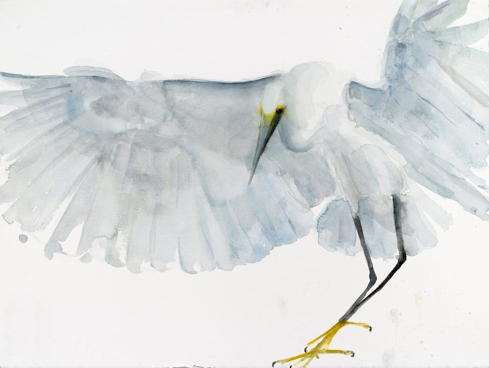 Holly Wach bird watercolor art painting of a snowy egret