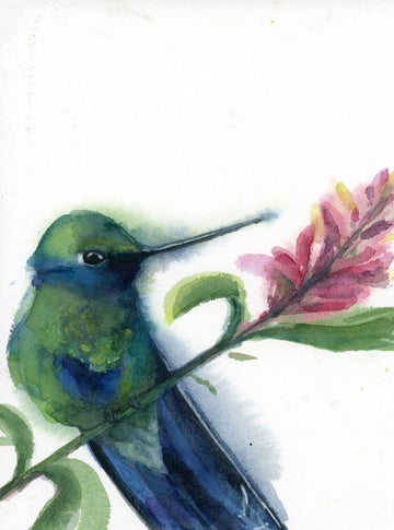 Holly Wach original hummingbird watercolor