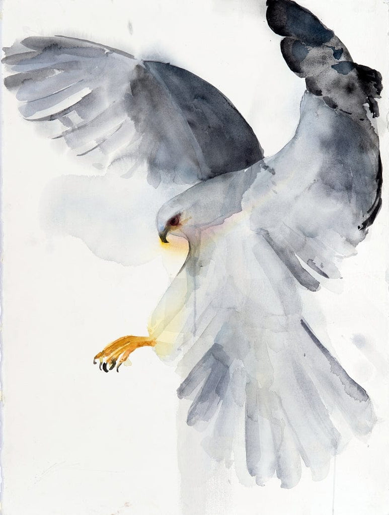 Holly Wach's bird watercolor art painting of a kite flying