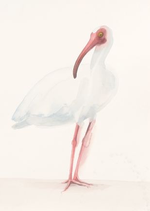 Holly Wach "Oh, to Fly!" shorebird watercolor art