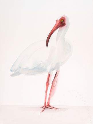 Holly Wach 'Oh, to Fly!' bird watercolor art statement pieces - white ibis
