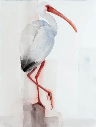 Holly Wach's bird watercolor art - Striking White Ibis Standing on one leg